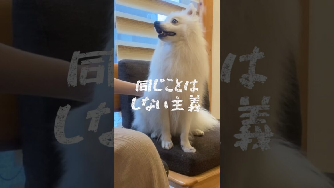 NO LOOK で繰り出すお手#japanesespitz #日本スピッツ #shorts