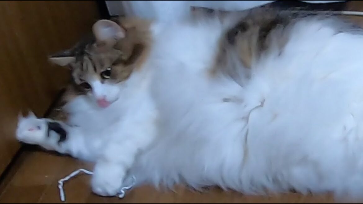 “ビニタイ”で遊ぶ猫のその後が楽し過ぎ〜気になり出したら . . .