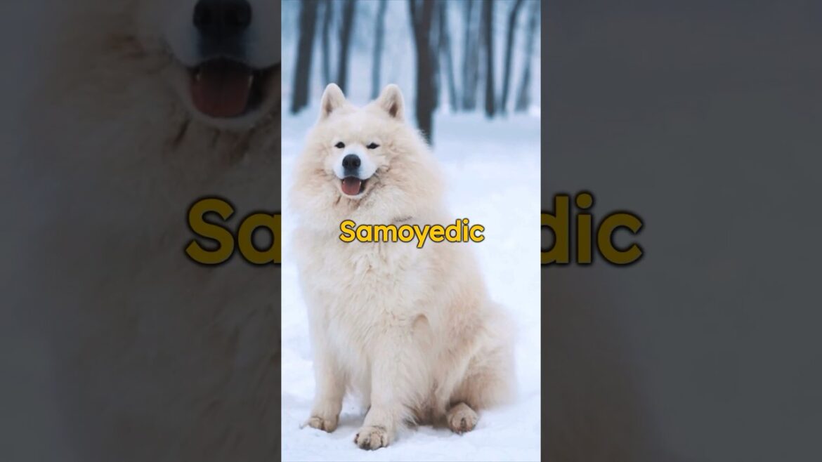 Samoyed Secrets: 🐾❄️ Charms of this Arctic Fluffball! #shorts #samoyed #pets #dog #animals #facts