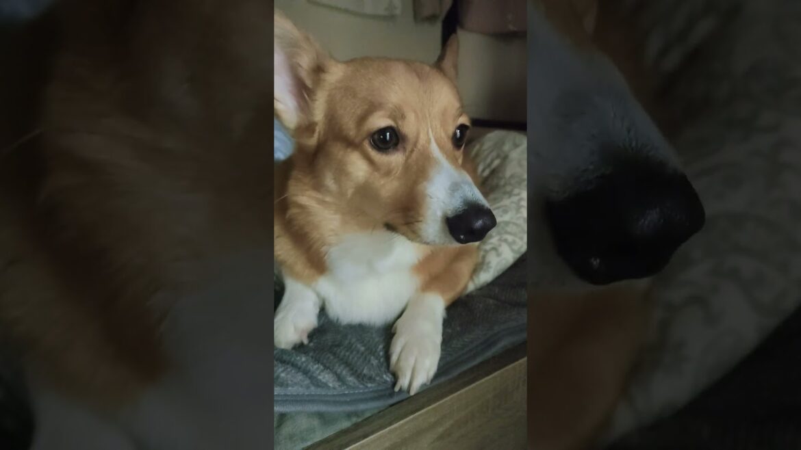 お父ちゃんのベッドでくつろぐコーギー