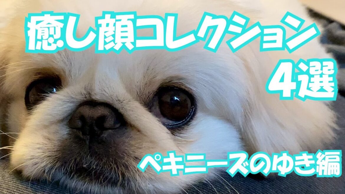 【ペキニーズ】癒し顔コレクション4選。ゆき編 【ペキニーズ】癒し顔コレクション4選。ゆき編