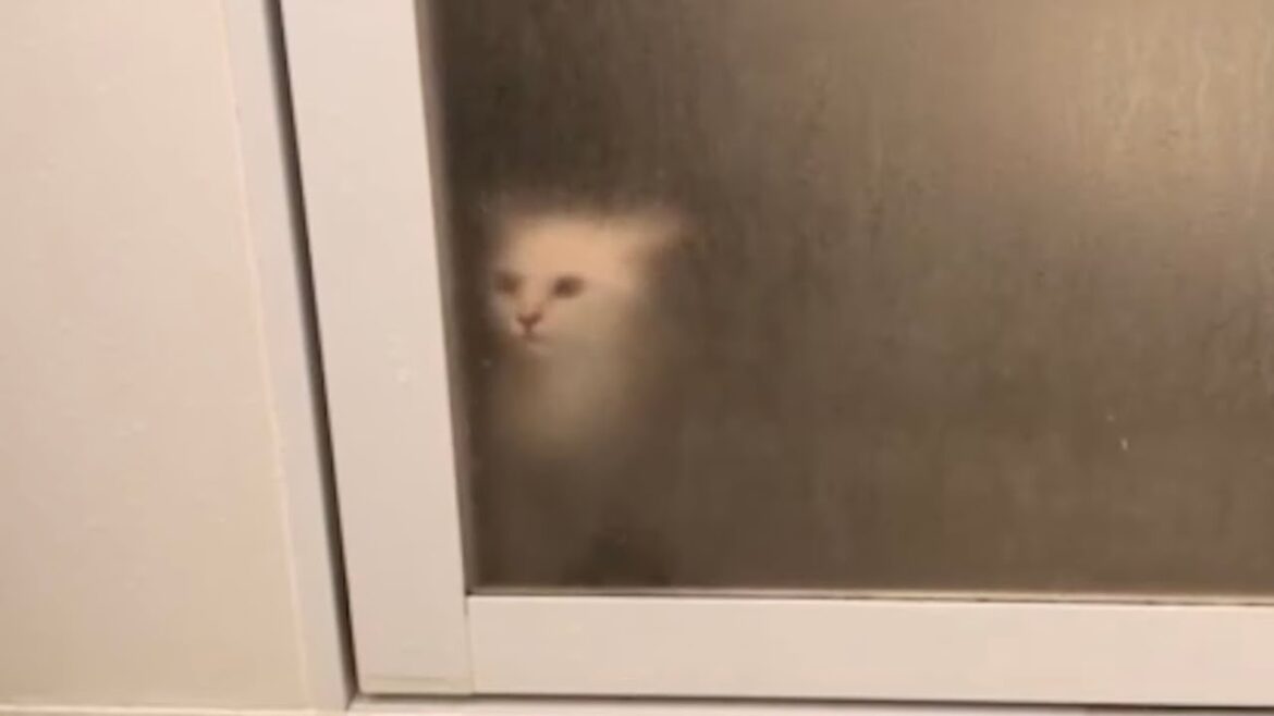 飼い主のお風呂を健気に待ち続ける子猫 飼い主のお風呂を健気に待ち続ける子猫