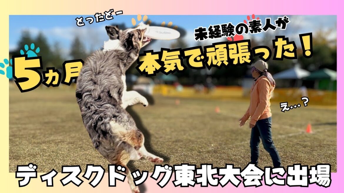 【ボーダーコリー 】悔し恥ずかしのデビューから5か月後…ディスクドッグ 東北 2023/11/19 【ボーダーコリー 】悔し恥ずかしのデビューから5か月後…ディスクドッグ 東北 2023/11/19