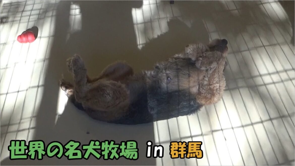 【世界の名犬牧場】エアデールテリア