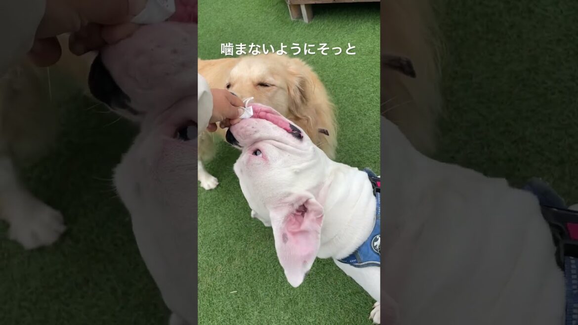 ソフトタッチ☺️ゴールデンレトリバー　ボクサー犬