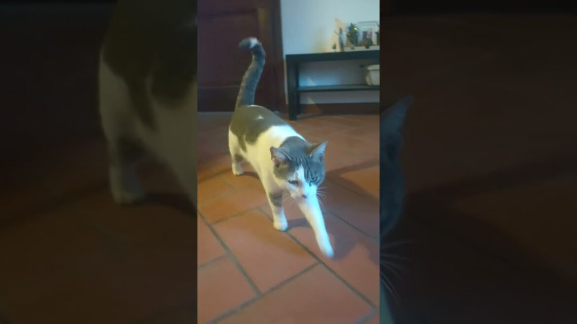 出口をふさがれた猫はこうなる　#近所の猫　#shorts
