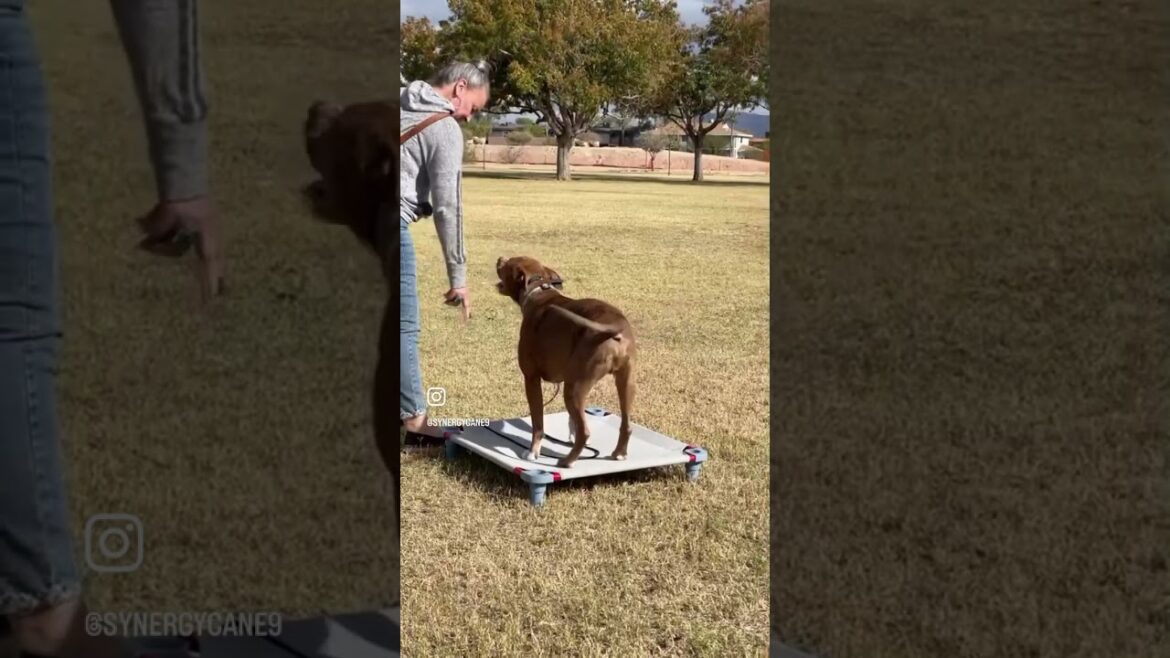 Build confidence - play with your dog! #dogtraining #levelup
