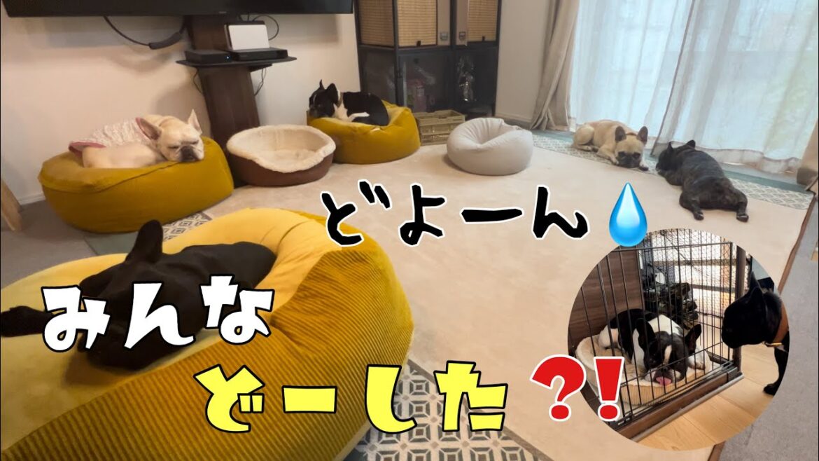 フレブル6兄弟が大ピンチ⁈連鎖反応でみんなが体調不良。。