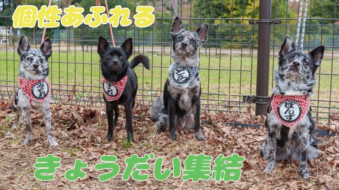 念願叶ってきょうだい達と会ったら激走祭りだったよ