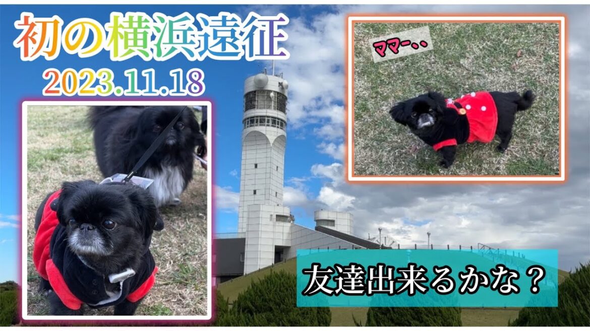【初遠征】横浜シンボルタワー＊犬見知りのペキニーズはなちゃんはお友達出来るかな？#pekingese   #dog  #peki  #いぬ  #犬のいる暮らし #保護犬  #いぬすたぐらむ
