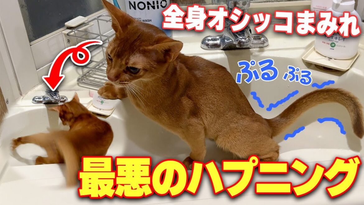 自分のオシッコを踏んで転んでしまい全身オシッコまみれになってしまう子猫…