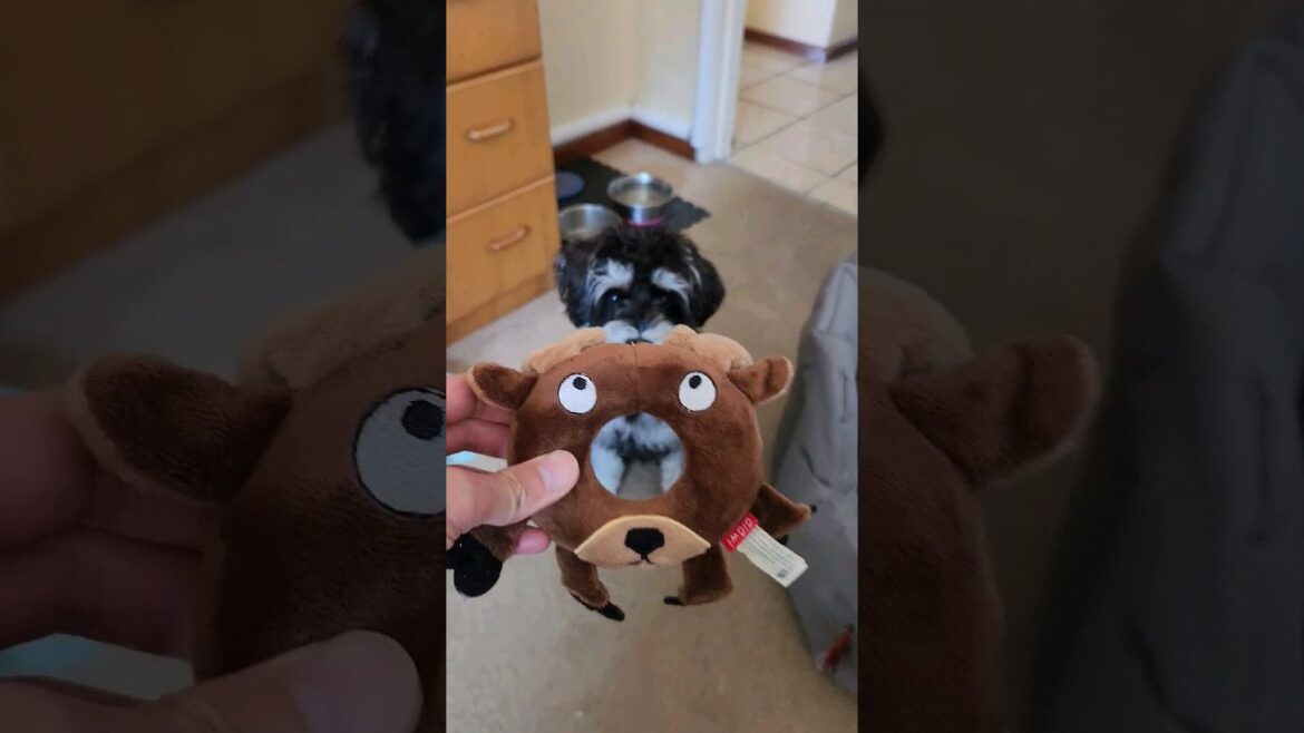 Miniature Schnauzer New Toy