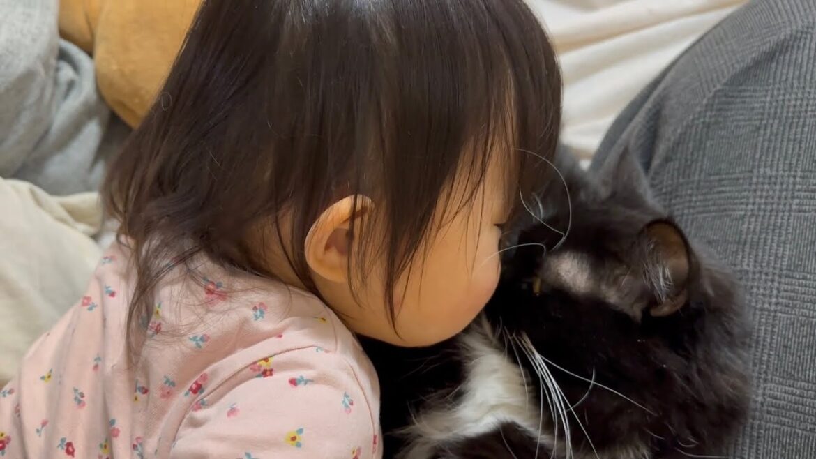 甘える猫　ノルウェージャンフォレストキャット　ラガマフィンA pampered cat. Norwegian Forest Cat. Ragamuffin.