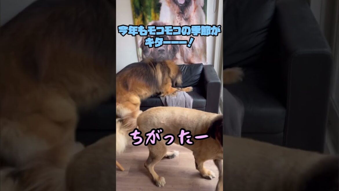 【レオンベルガー】今年も大好きなママのモコモコを奪う海君🐶【超大型犬】 #shorts