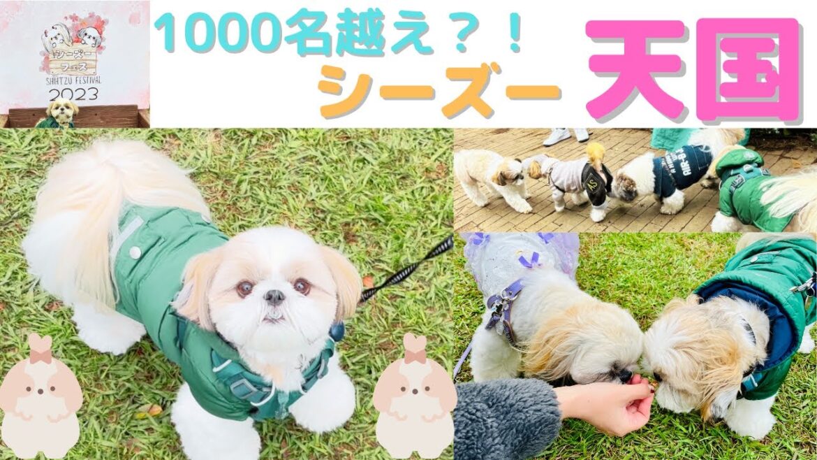 【天国】1,000人越えのイーノの森シーズーフェスに参加してきたThere are 1,000 shihtzus at shihtzu festival 【天国】1,000人越えのイーノの森シーズーフェスに参加してきたThere are 1,000 shihtzus at shihtzu festival