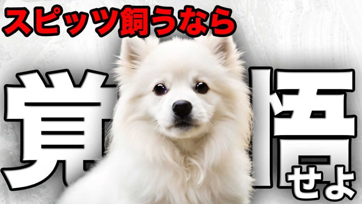 【解説】迎える前に1度見て！スピッツの魅力や注意点について教えます！