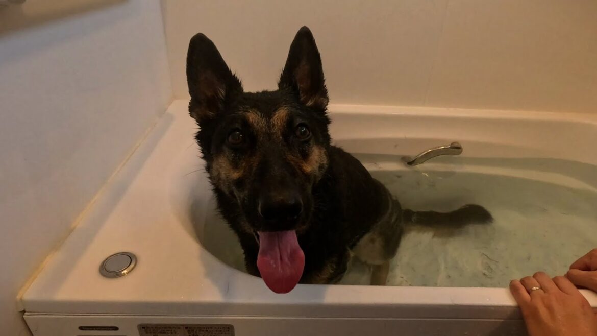 実家のお風呂に入ると、このあと愛犬のテンションが爆上がりしますｗ