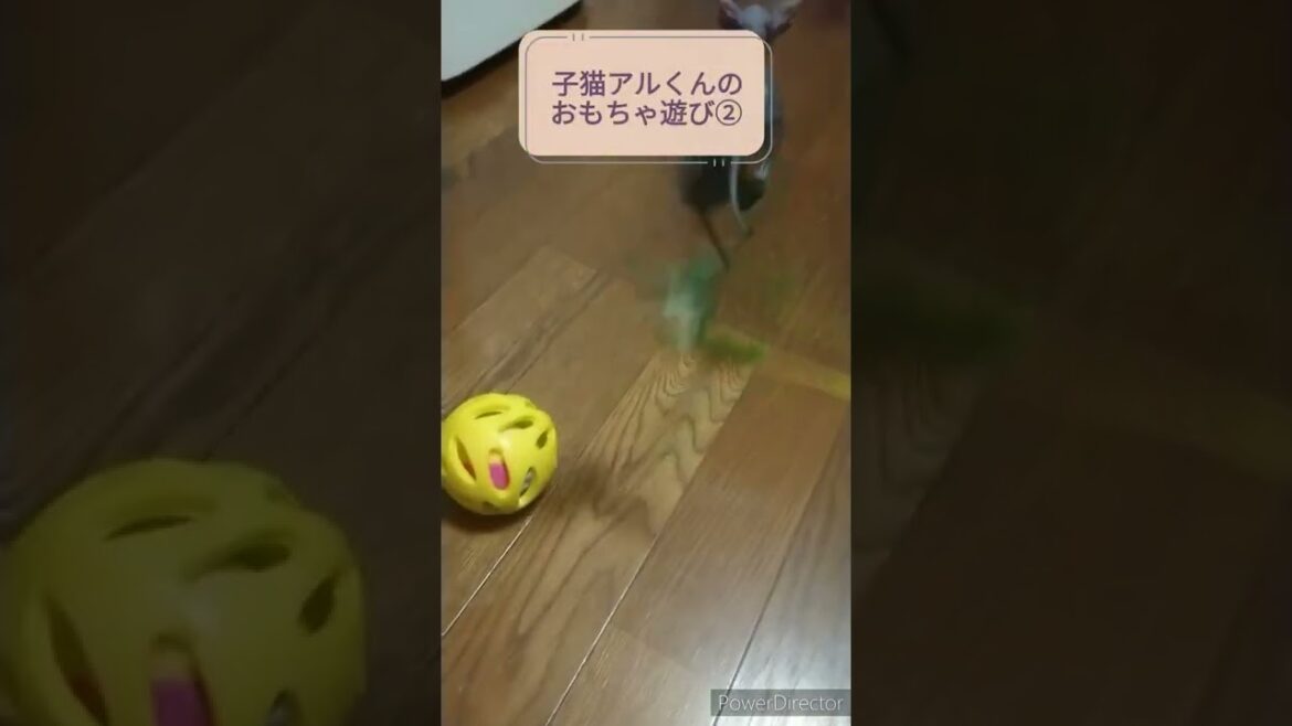 スフィンクスの子猫アルくん おもちゃ遊び② #shorts スフィンクスの子猫アルくん おもちゃ遊び② #shorts