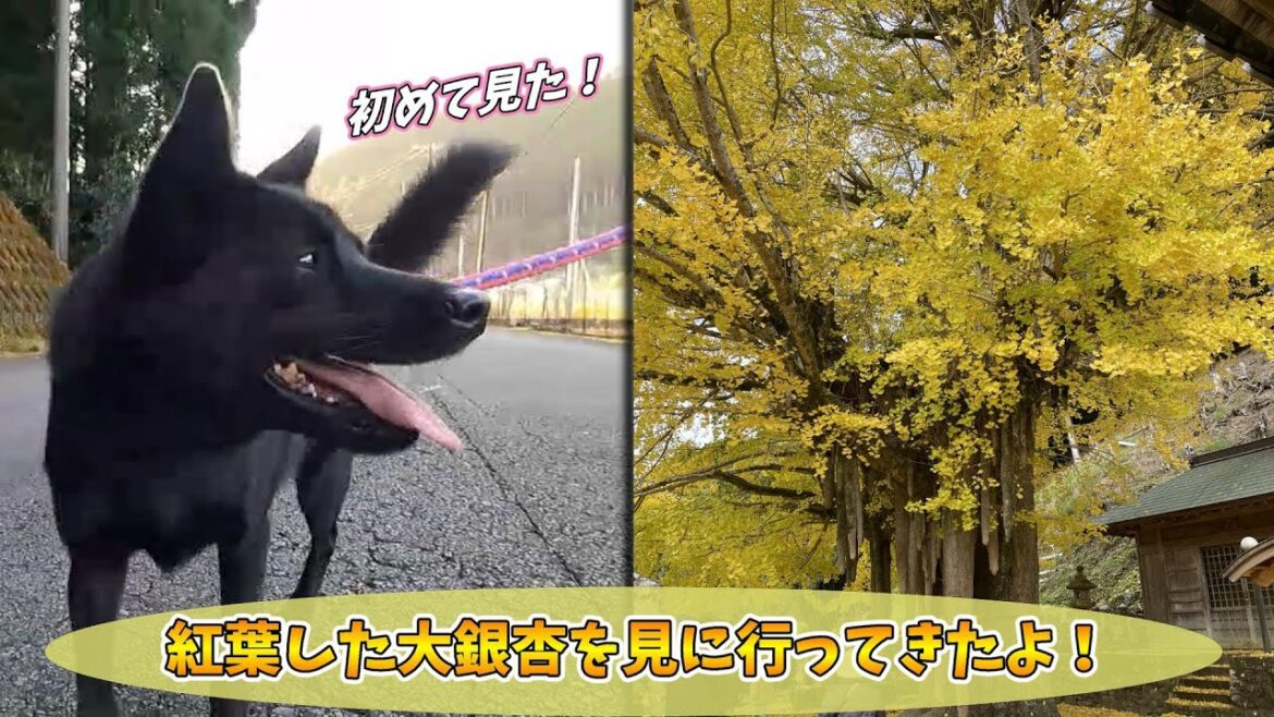 【甲斐犬】紅葉した大銀杏を見に行ってきた！