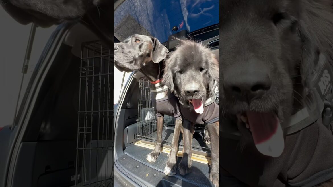 超大型犬 ニューファンドランド ボス君 グレートデン クィーンちゃん お出かけ ユリウスK9 ハーネス 公園デート プロボックス ハイブリッド 犬好き 大型犬 渡辺ボス