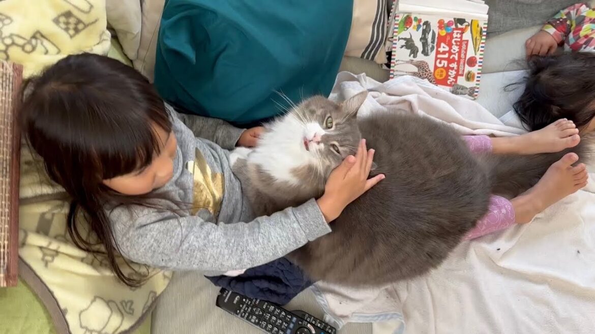 自ら子供のお腹で寛ぐようになった猫　ノルウェージャンフォレストキャットThe cat started to go on top of my daughter. Norwegian Forest Cat
