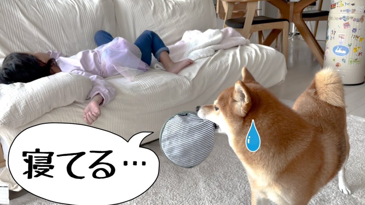 寝ている５歳娘に気をつかって遊びをやめてしまう柴犬【シリーズ第三弾】