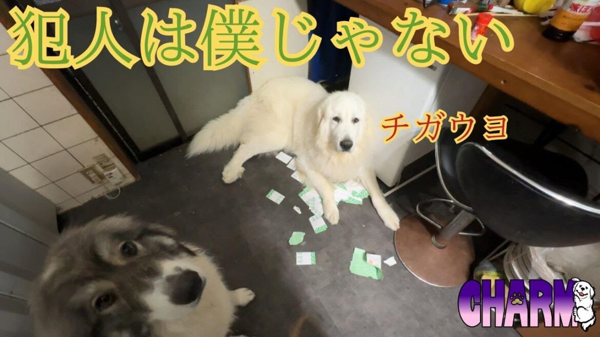 【守護神】守ってただけなんです！【Great Pyrenees】