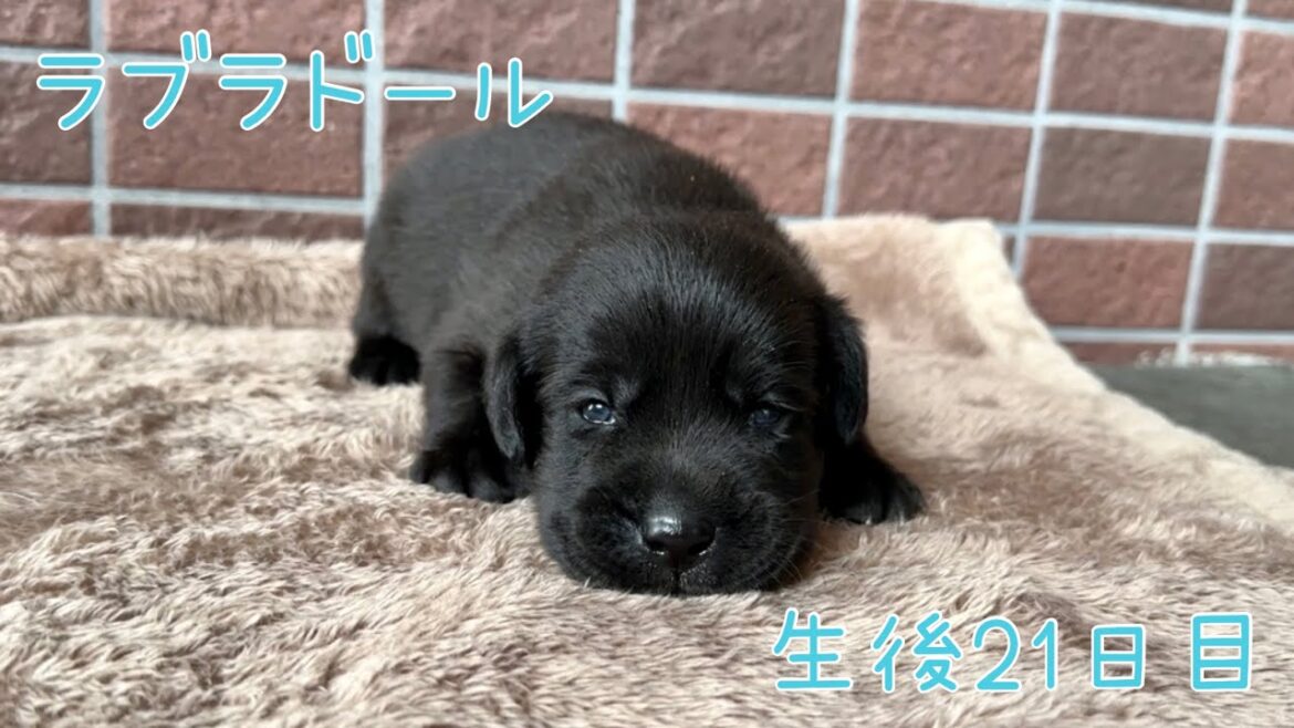 生後21日目　ブラックカラー　ラブラドール・レトリーバー