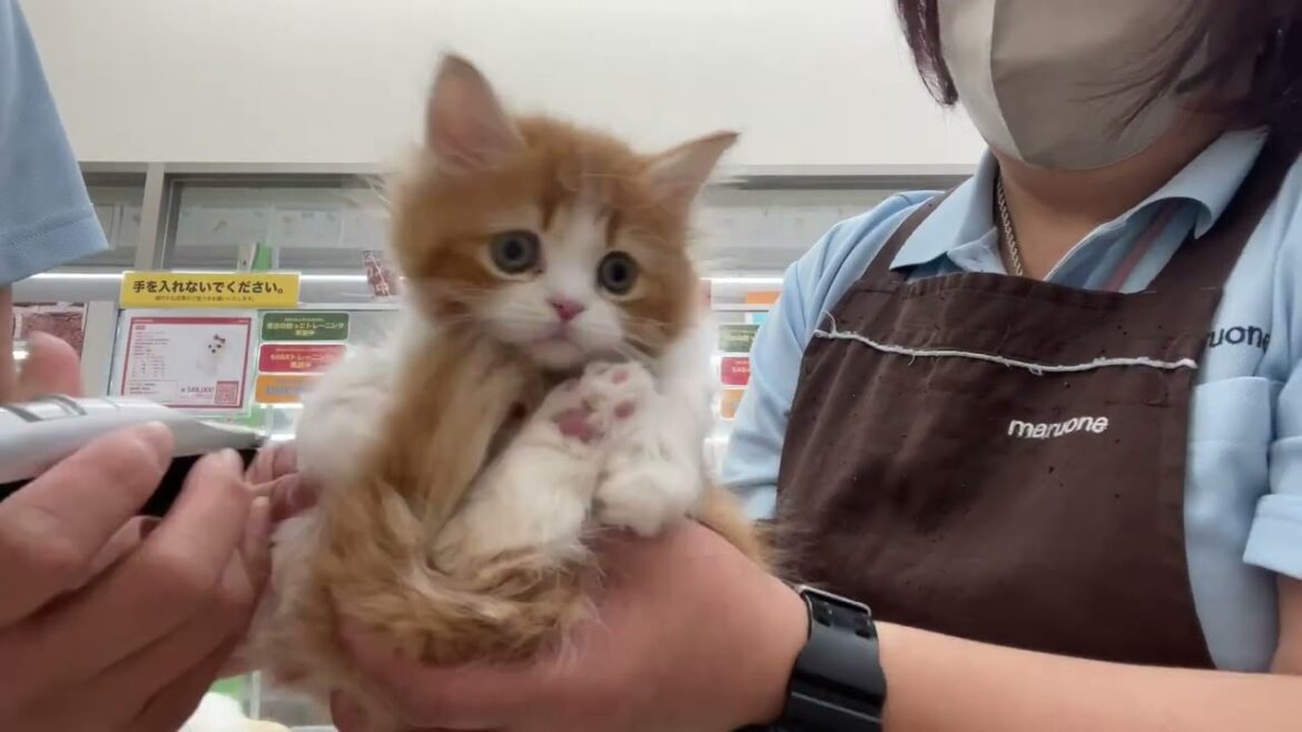 20231114　ラガマフィンちゃんのお手入れ風景♪