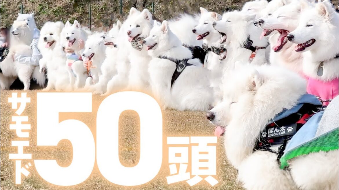 サモエドが集まりすぎるとドッグランが真っ白になります…！
