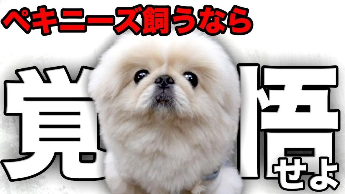 【解説】迎える前に1度見て！ペキニーズの魅力や注意点について教えます！