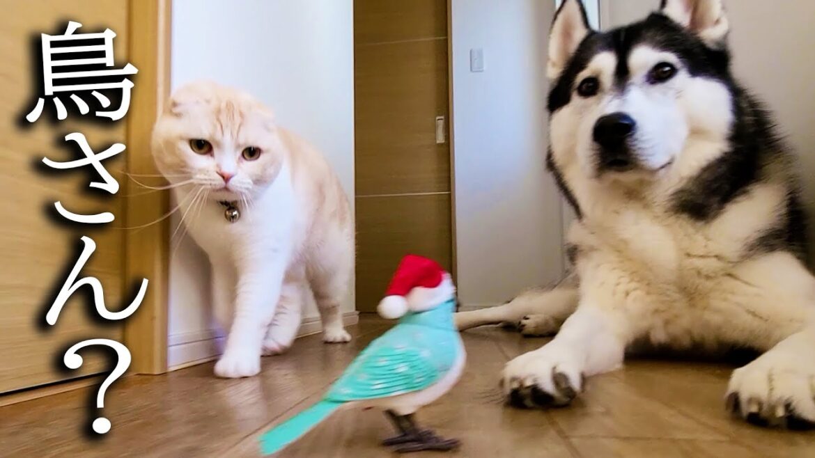 鳥が大好きな猫と犬に鳥を連れてきたらこうなっちゃいました...