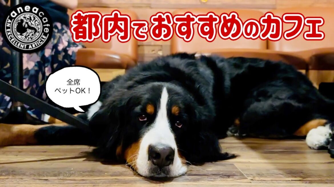 カフェで新しい芸を習得?!したバーニーズマウンテンドッグ カフェで新しい芸を習得?!したバーニーズマウンテンドッグ