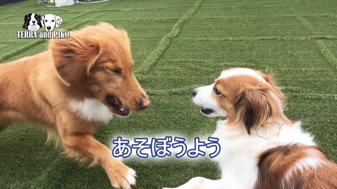 一生懸命遊びに誘うレトリーバーのピコと無視するコイケルのテラです♪
