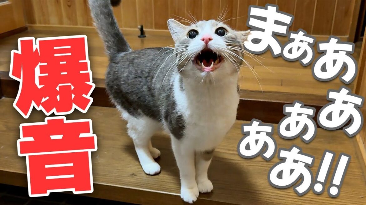 実家に帰ってきたら仲良しな猫がとんでもない大爆音でお出迎えしてくれましたwwww
