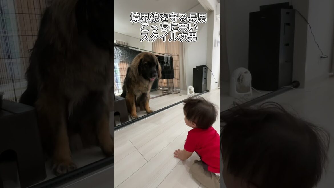 【超大型犬】　ショート　振り回された長男　Leonberger　レオンベルガー  ＃Shorts #dog #大型犬と子供