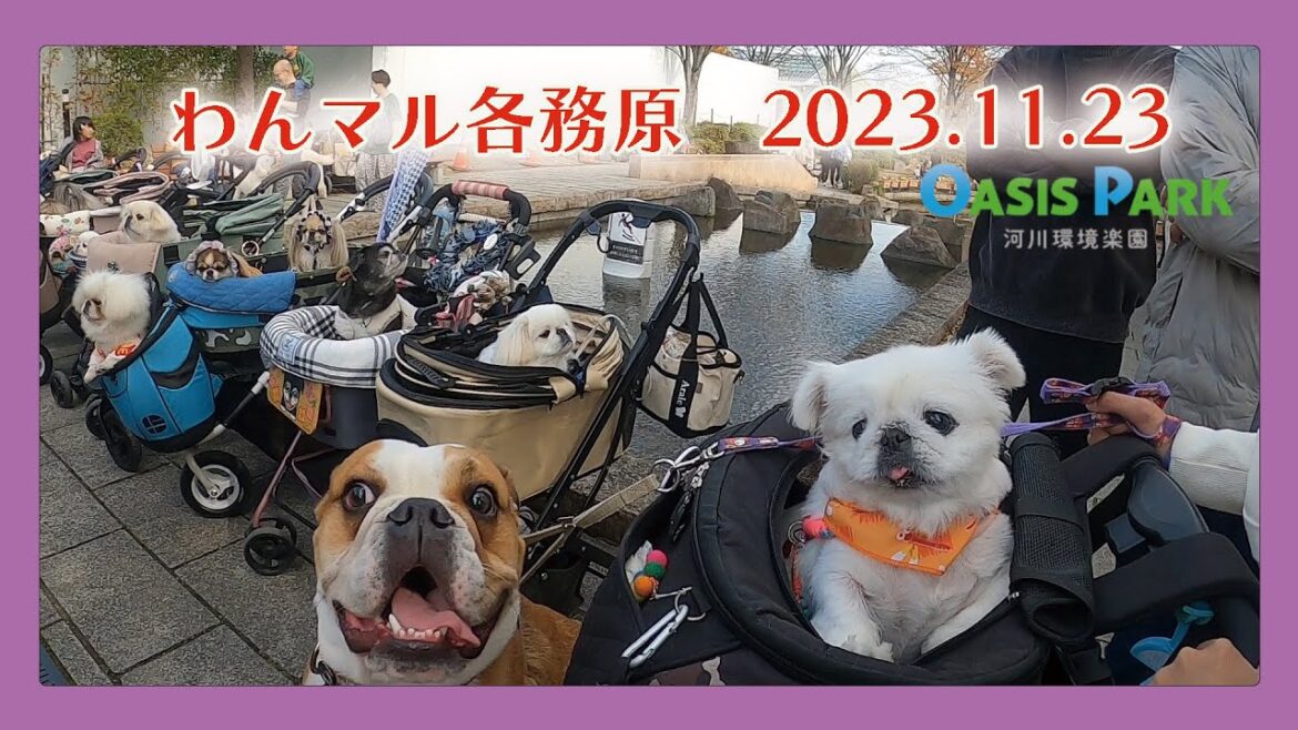 わんマル各務原 2023.11.23 マルシェ&出会ったお友達 わんマル各務原 2023.11.23 マルシェ&出会ったお友達