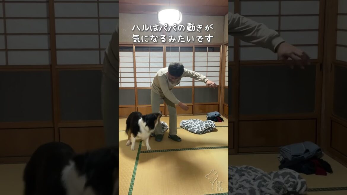 パパとオゥシーの独特な遊び #オーストラリアンシェパード