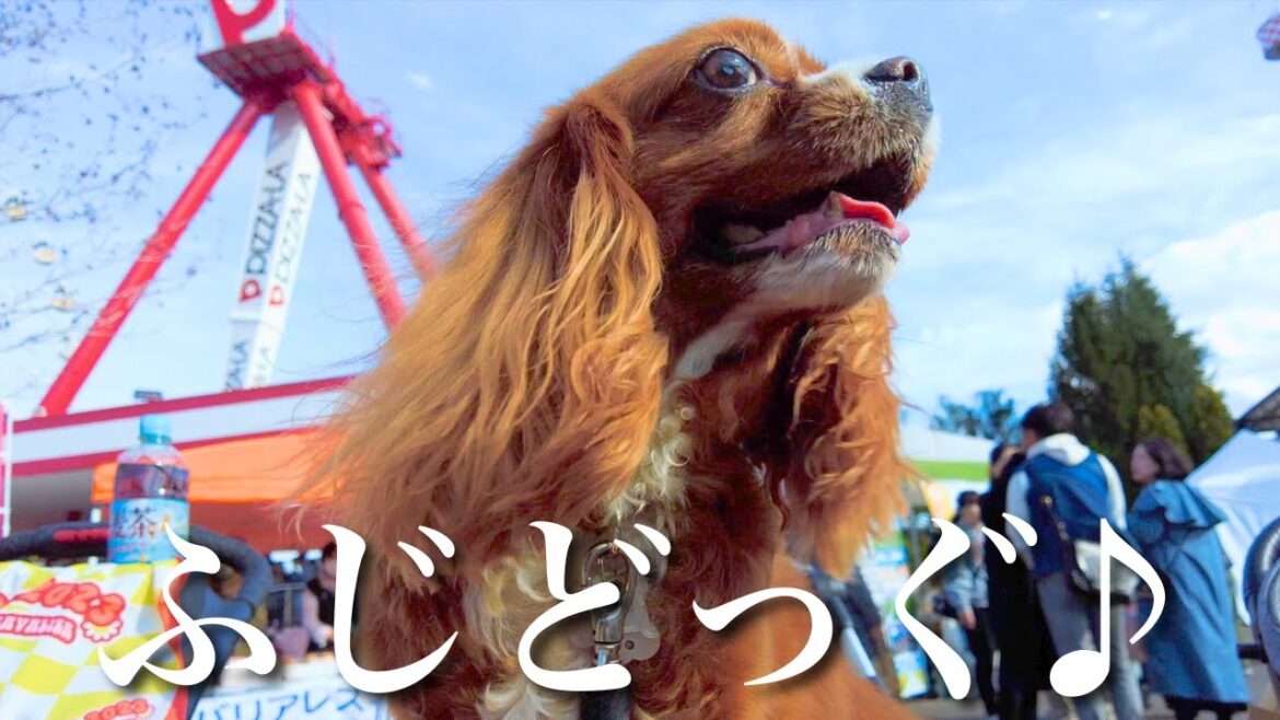 キャバリアの祭典【FUJIDOG】全国から895ワンが大集合したキャバリアイベントが最高すぎた♪🐶【VLOG】