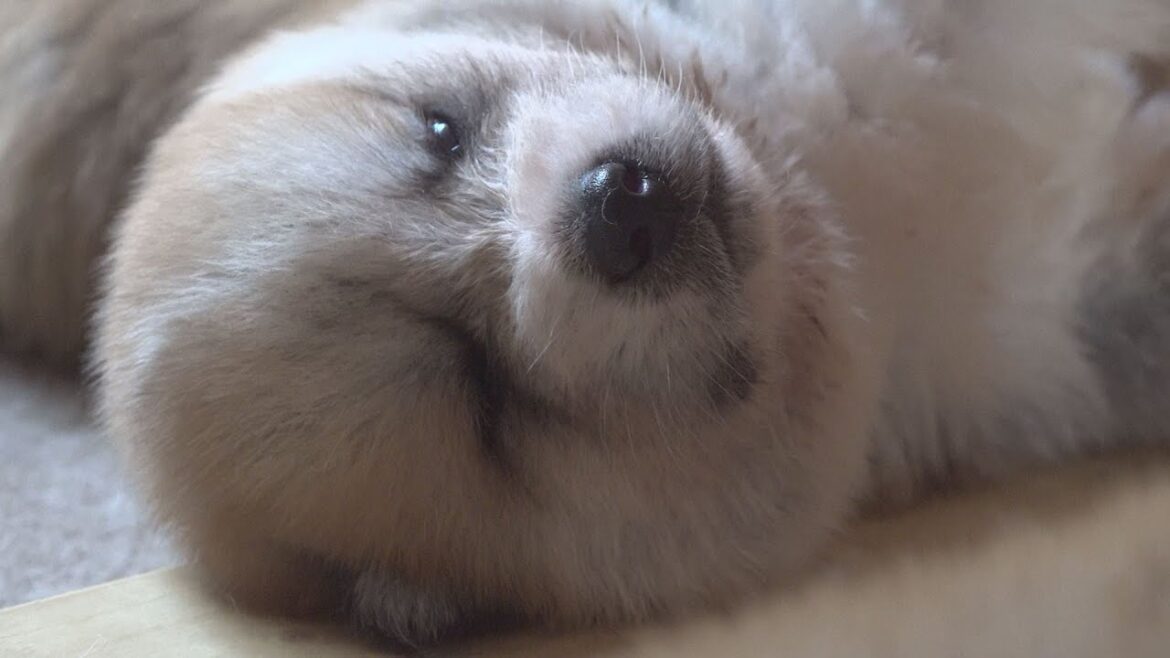秋田犬のかわいさをぎゅっとつめました