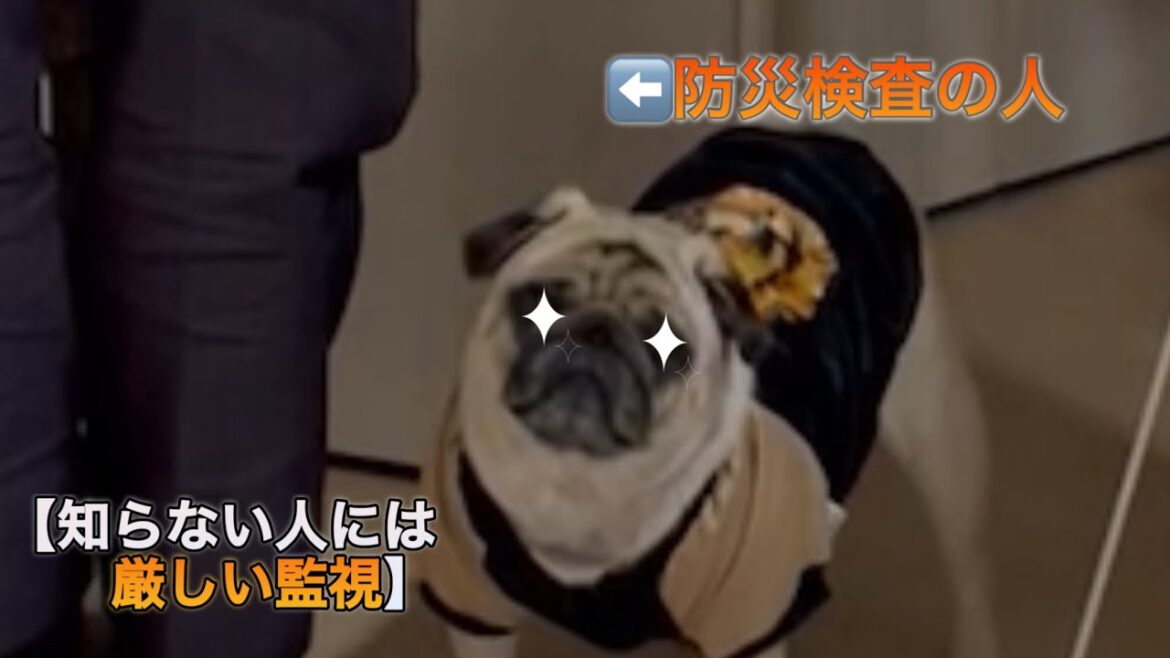 知らない人には厳しい監視をするパグ　【パグ侍ももたろ】