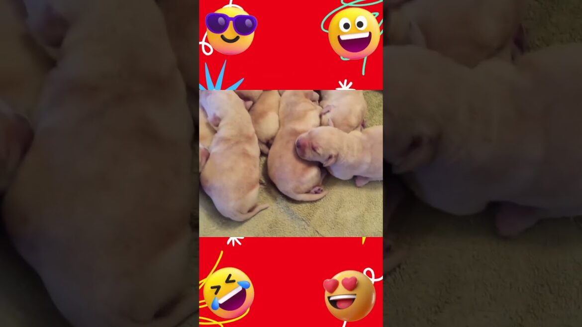 Warmth Seeking Wonders❗ Golden Retriever Puppies' Cozy Instincts Revealed🐾❤️ #shorts #puppy #puppies