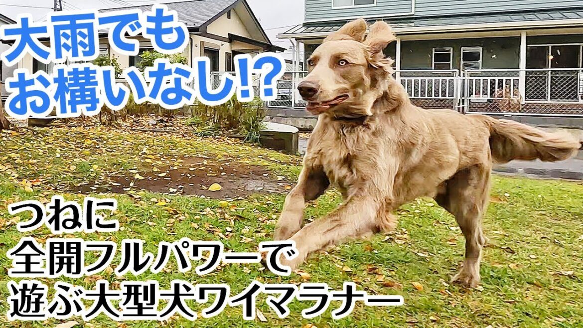 雨などお構いなし！いつでも全開フルパワーの大型犬ワイマラナー登場