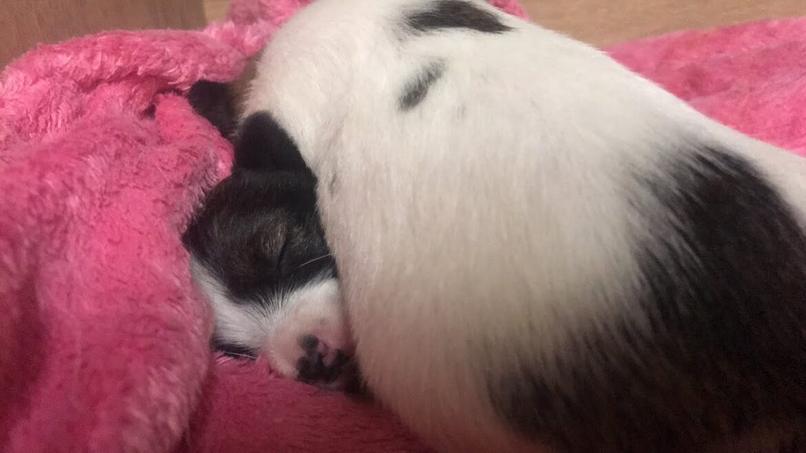 ジャックラッセルテリアのにくきゅう/JRT nikuQ がライブ配信中！