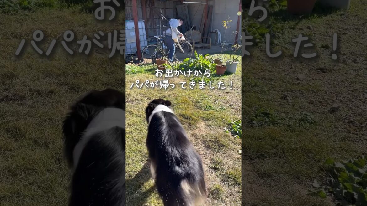 帰宅したパパをお出迎えする姉妹犬が可愛い #オーストラリアンシェパード #ボーダーコリー