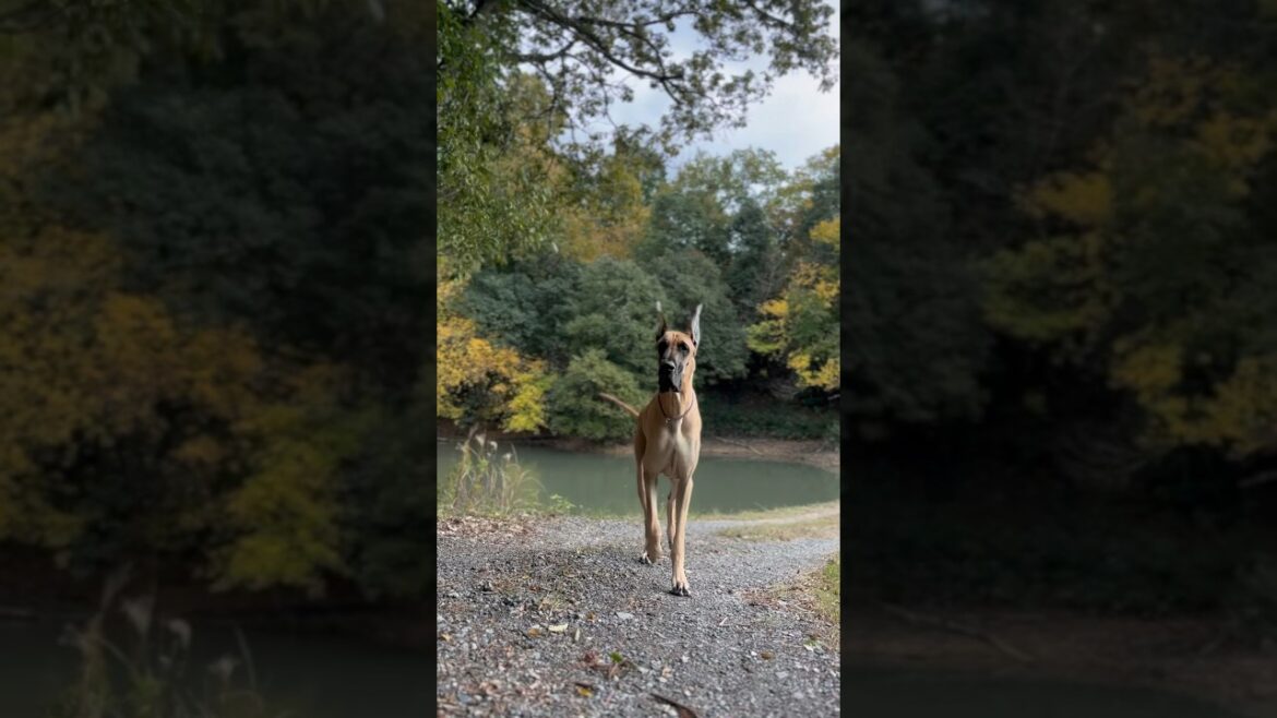 グレートデンvsニューファンドランド 超大型犬 大型犬 保護猫 多頭飼育 渡辺ボス 外産犬 内産犬 フォーン レイク君 ボス君 クィーンちゃん newfoundlanddog greatdanedog