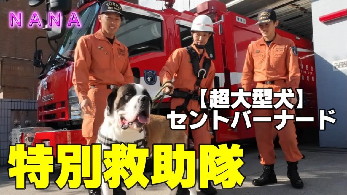 【超大型犬】レスキュー隊員に可愛がられるセントバーナードNANA ★バリィと一緒にパチリ★