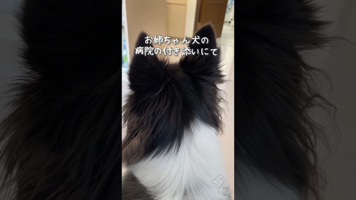 病院に行くといつもこんな感じです #オーストラリアンシェパード #犬のいる暮らし