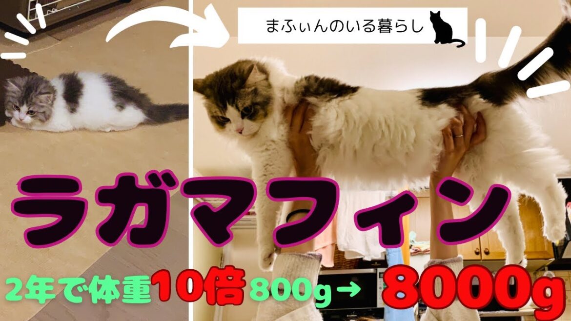 ラガマフィンを飼ったらでかくなりすぎた