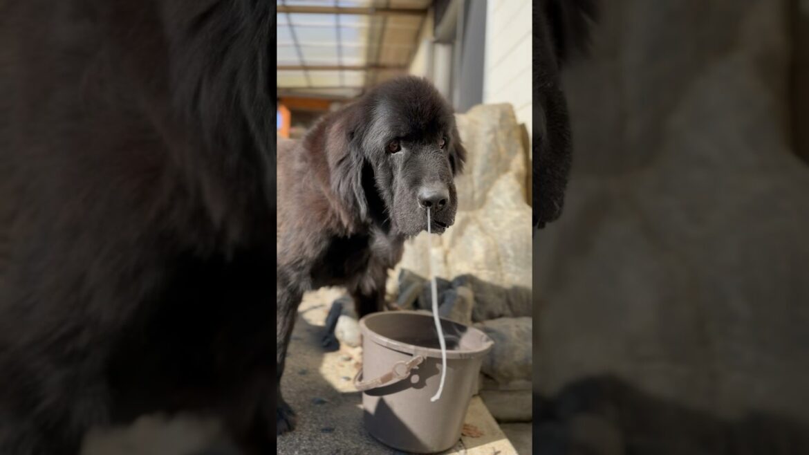 可愛すぎる鼻たれ小僧🩵ニューファンドランド ボス君 超大型犬 大型犬 保護猫 多頭飼育 グレートデーン クィーンちゃん トラネコ キジトラ サバトラ 犬好き 猫好き 渡辺ボス 可愛い犬